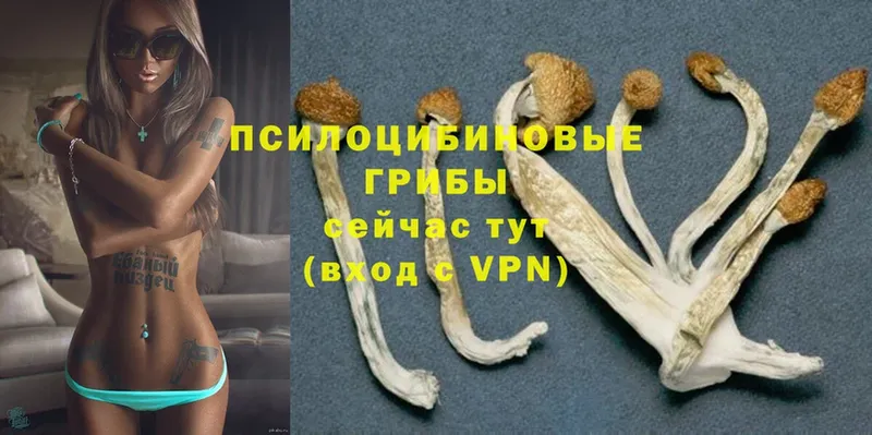 Галлюциногенные грибы Magic Shrooms  купить  цена  Прокопьевск 